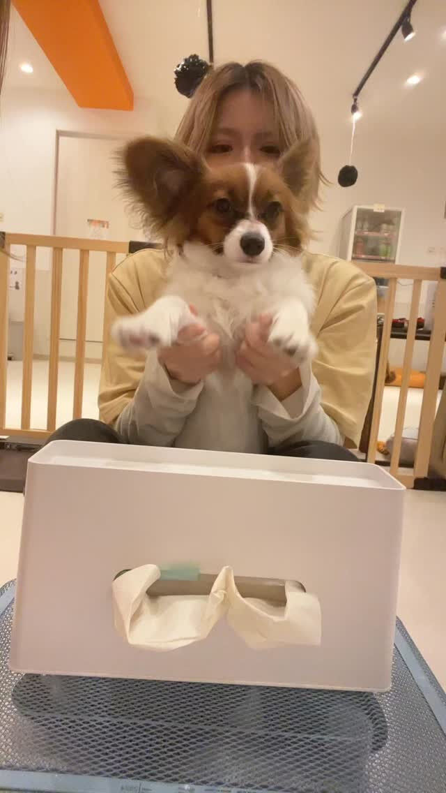 犬カフェらいちのやんちゃボーイ🐶
