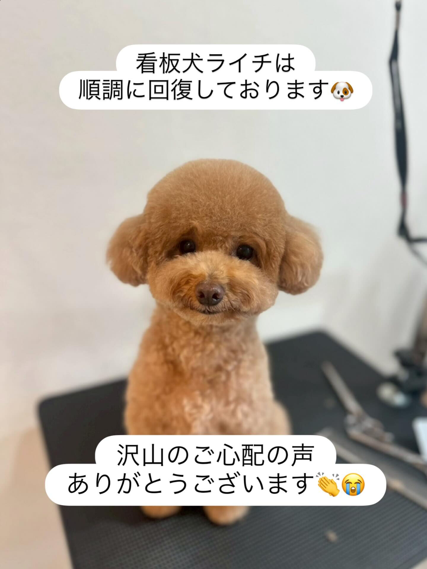 回復次第では今週の土日に顔出せるかも🐶🫶