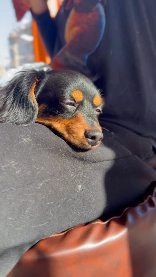 ポテトのポカポカひなたぼっこ☀️