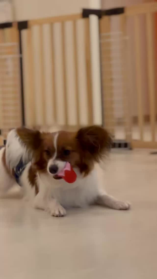 みんなが好きな遊びのご紹介🧡