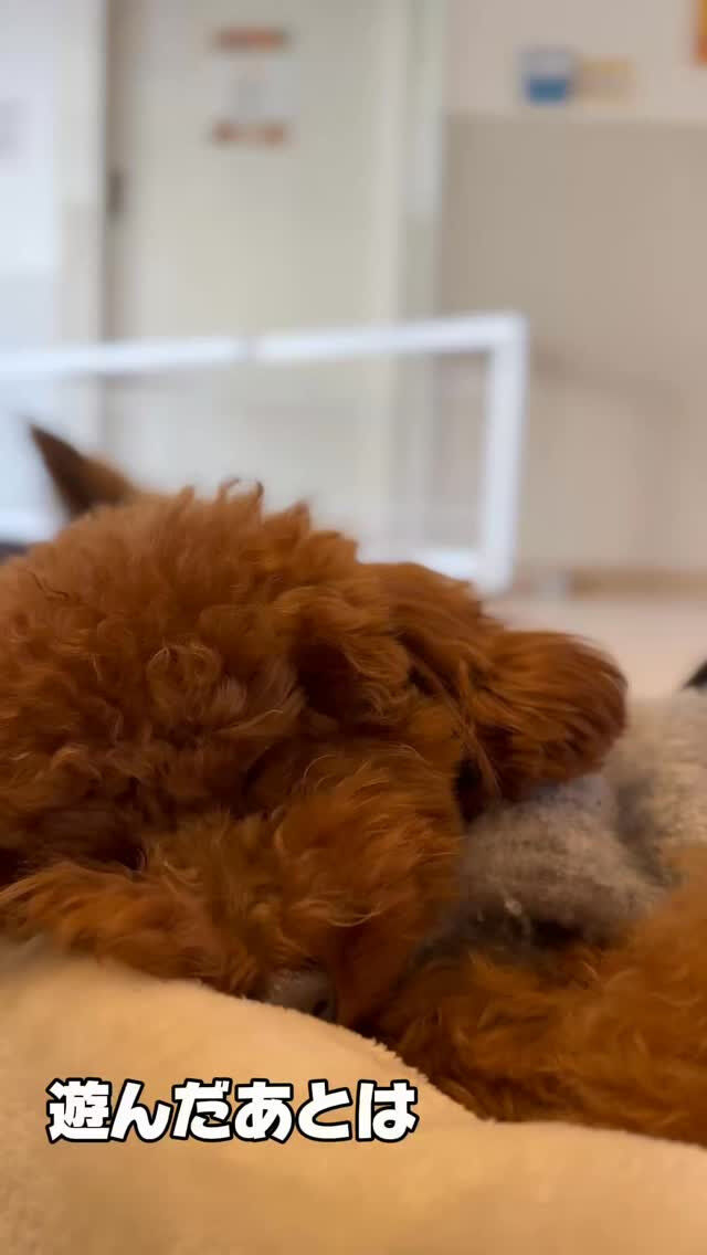 お昼寝タイム💤💤💤