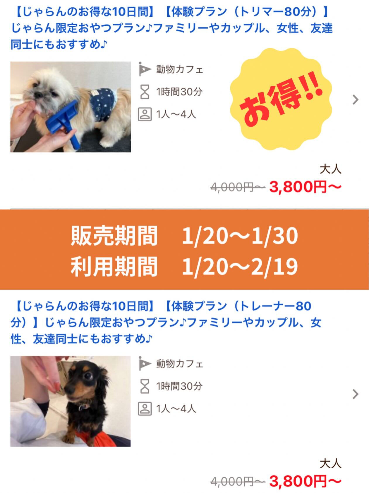 特別体験ができるトリマー・トレーナー体験プラン🐶