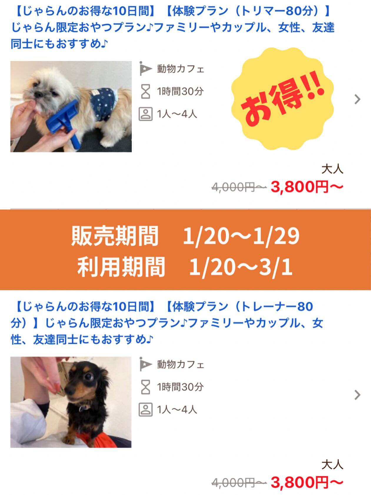 特別体験ができるトリマー・トレーナー体験プラン🐶