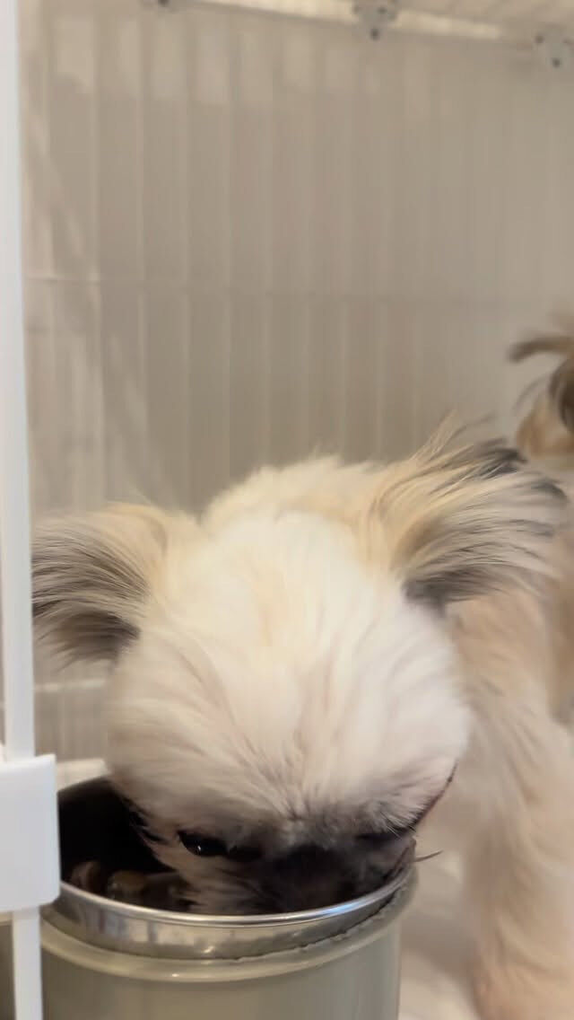 ごはん🍚ごはん🍚ごはん🍚