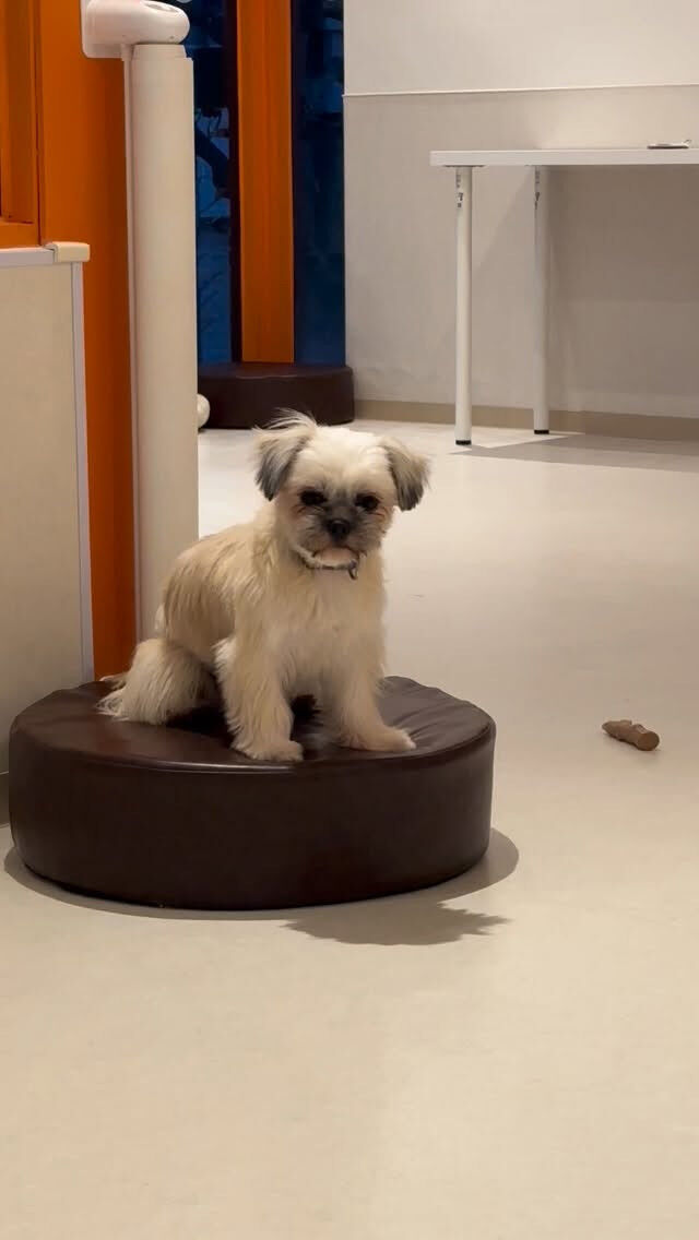 ねむたいだいふく