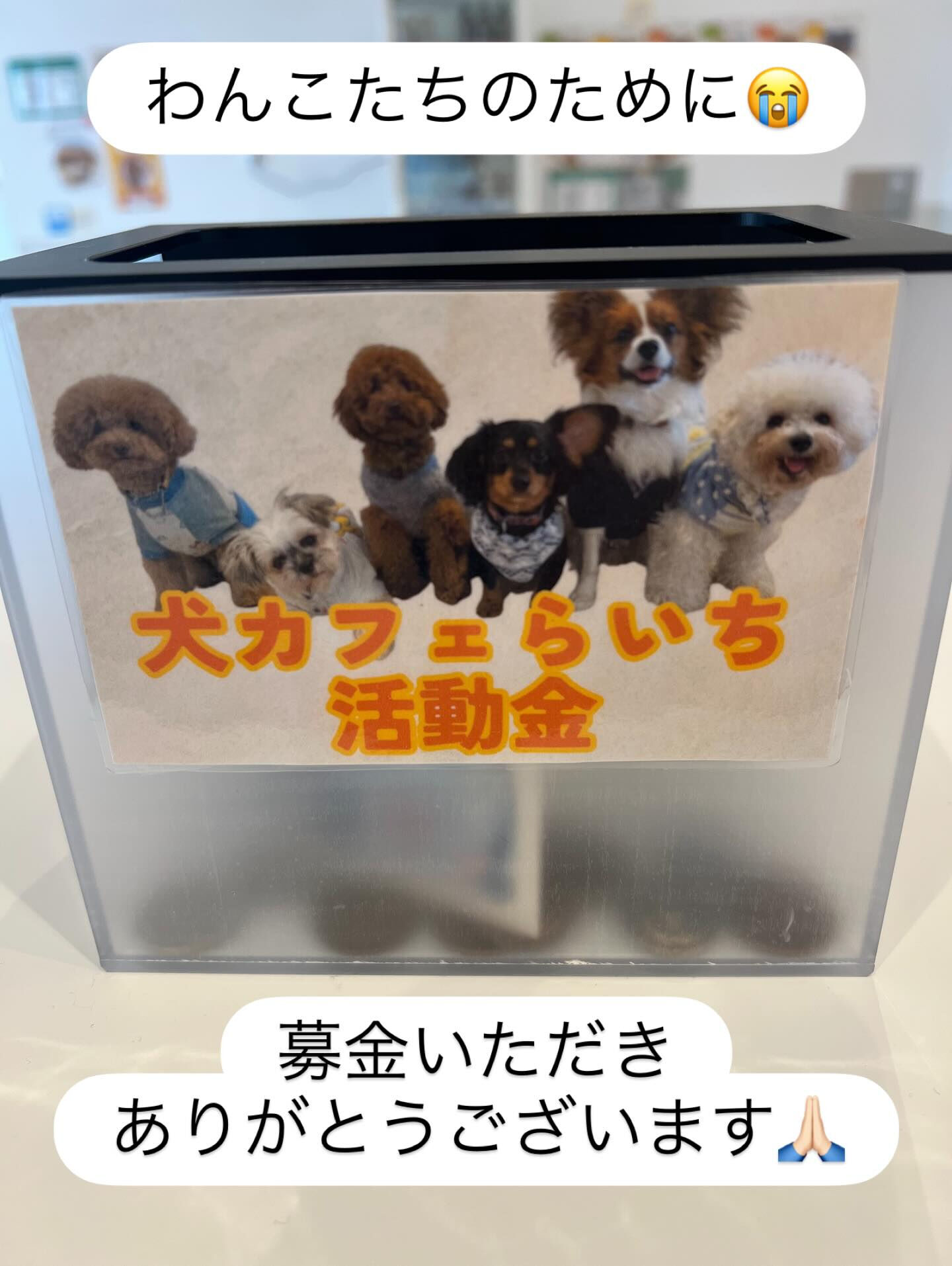 わんこ達のケアや環境づくりのため、