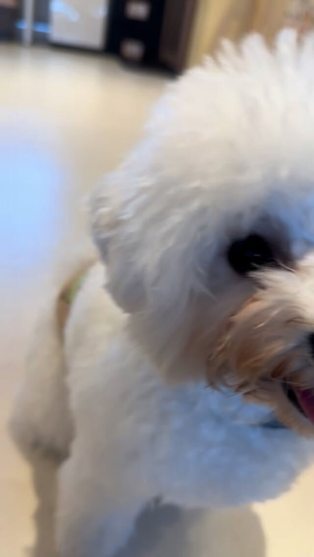 甘えん坊のわんこたち🐶
