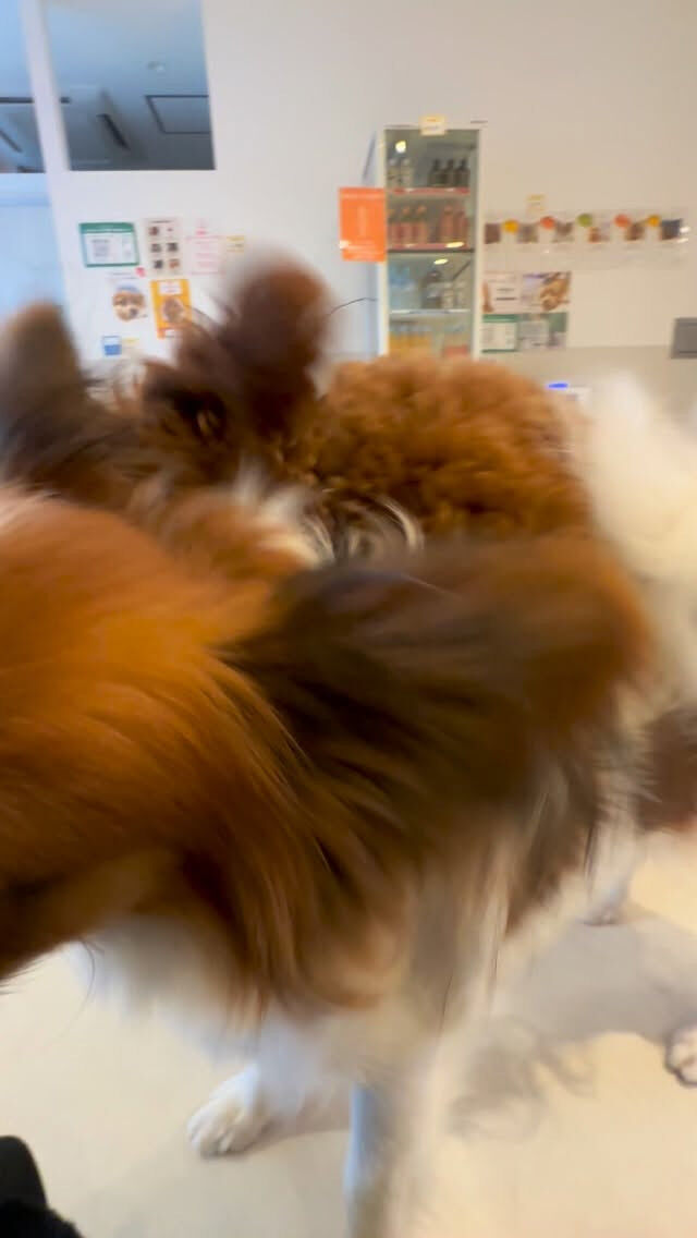 ワンプロ🐶