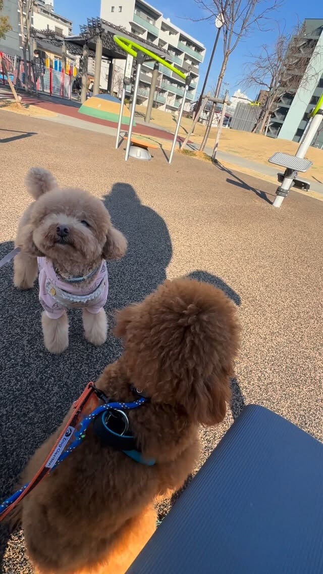 外が怖いチョコちゃん