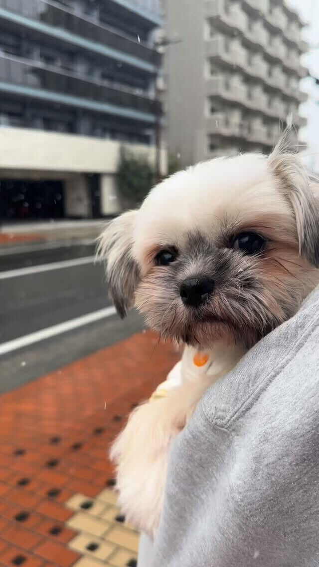 雪❄️雪⛄️