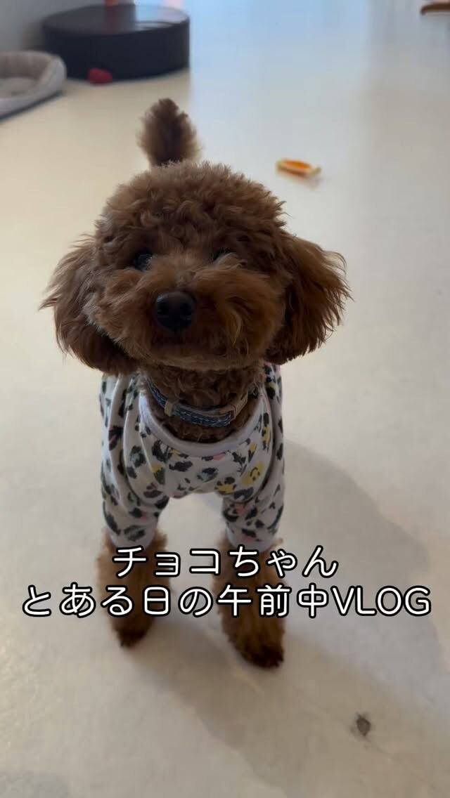 チョコちゃんの午前中VLOG📷