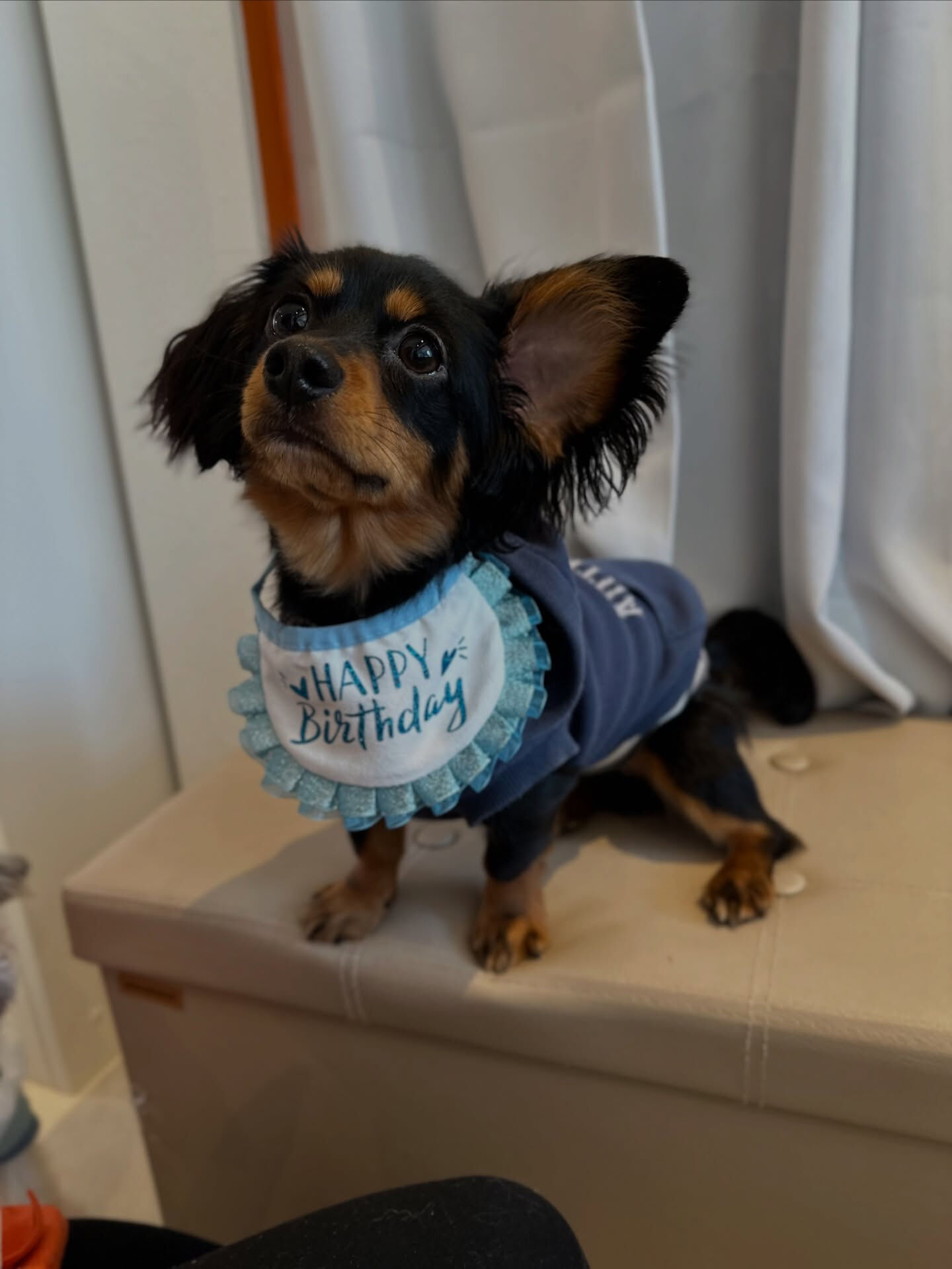 ポテトのお誕生日🎂