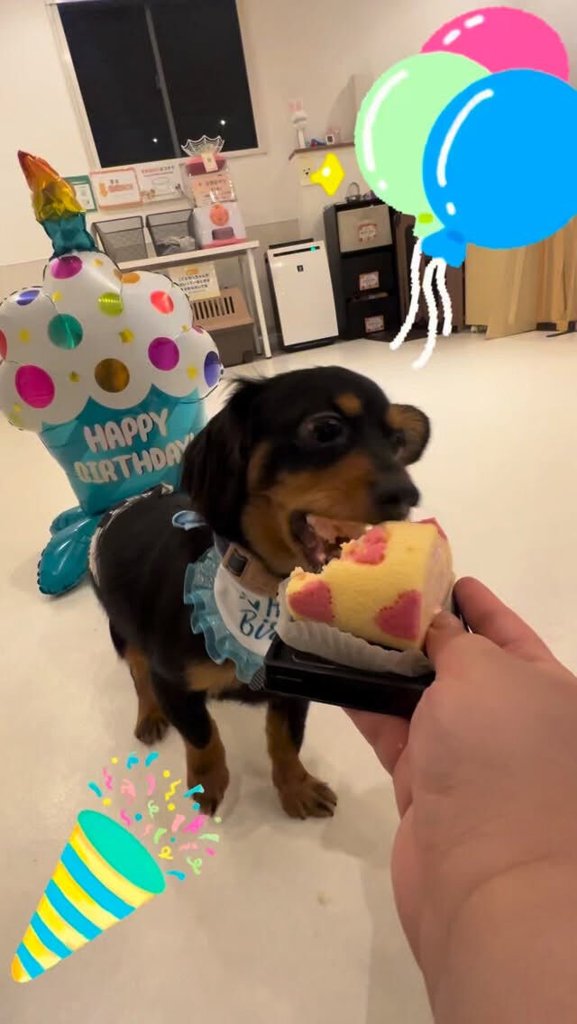 ポテト1歳になりました🐶