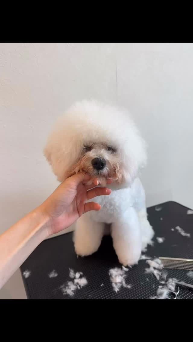 バニラの大変身✂️
