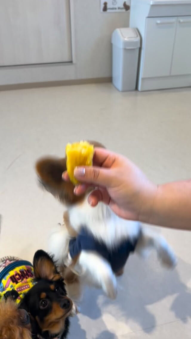 みんな大好きなお芋パーティーをしました🍠