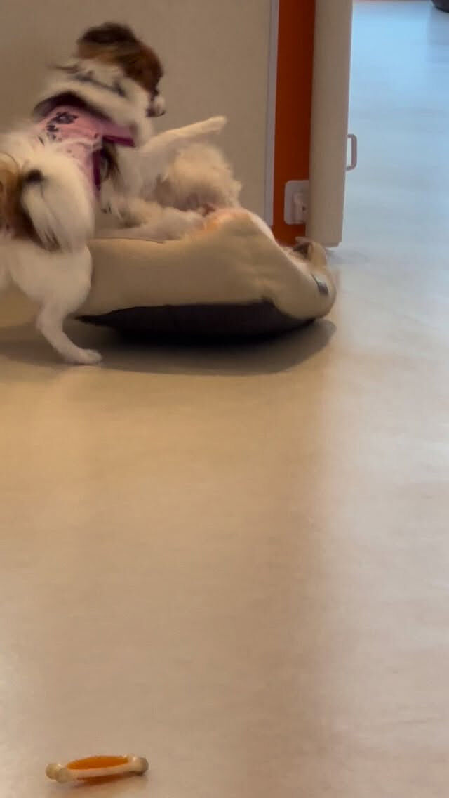 コロッケVSしおん
