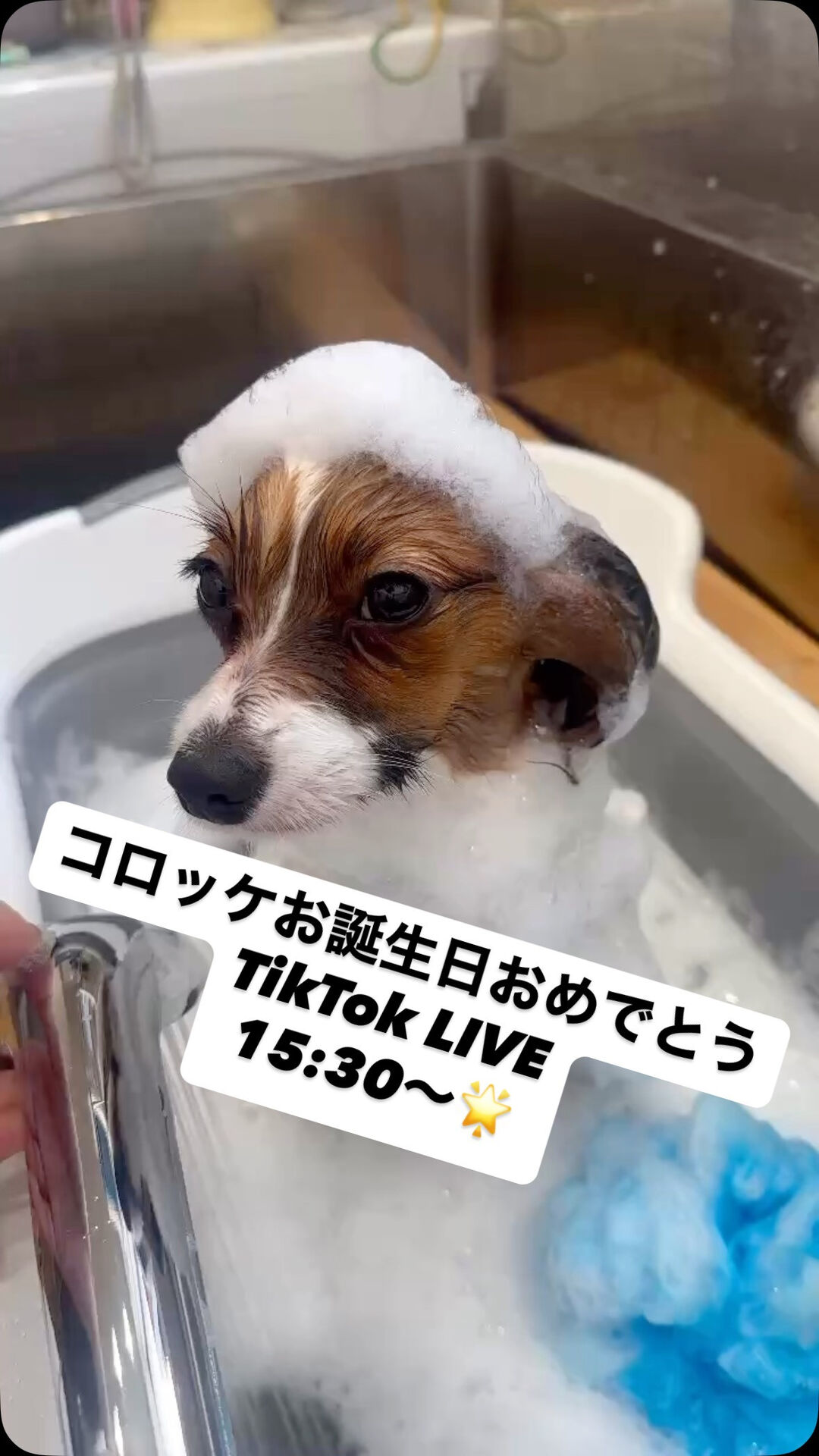 コロッケお誕生日おめでとうTikTok LIVE開催🌟