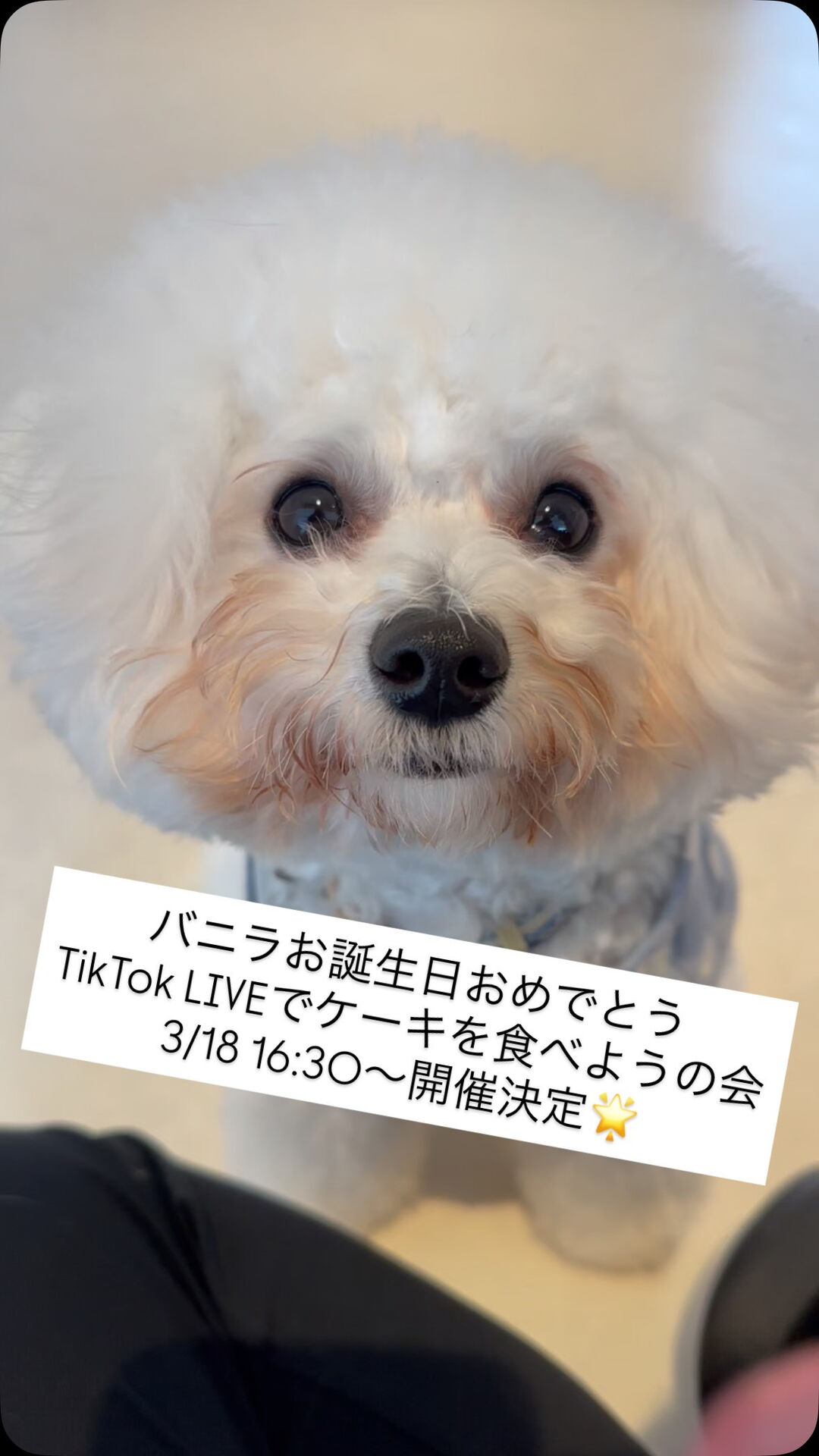 今日はバニラのお誕生日🎊
