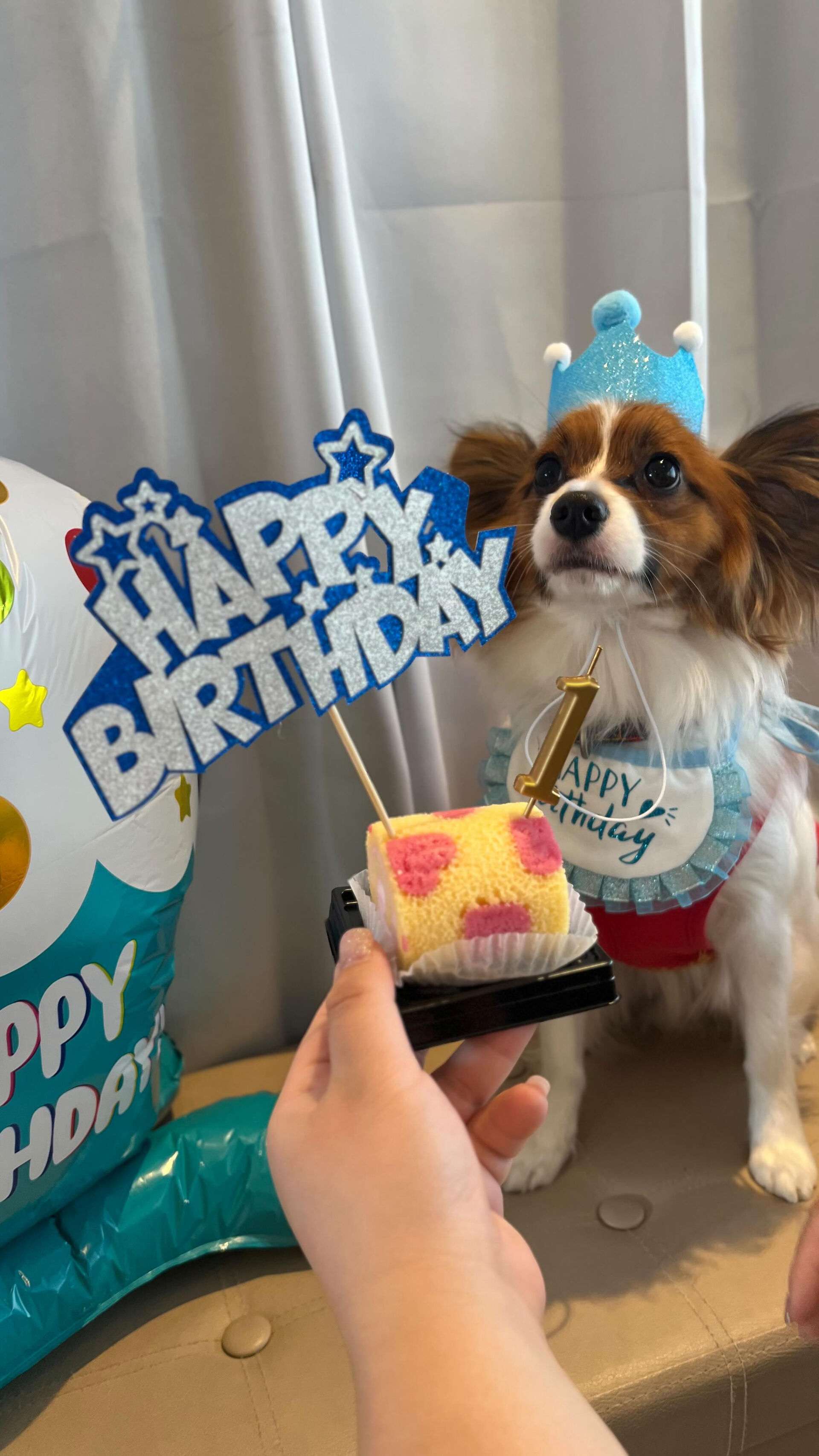 3月15日コロッケ1歳になりました🎉