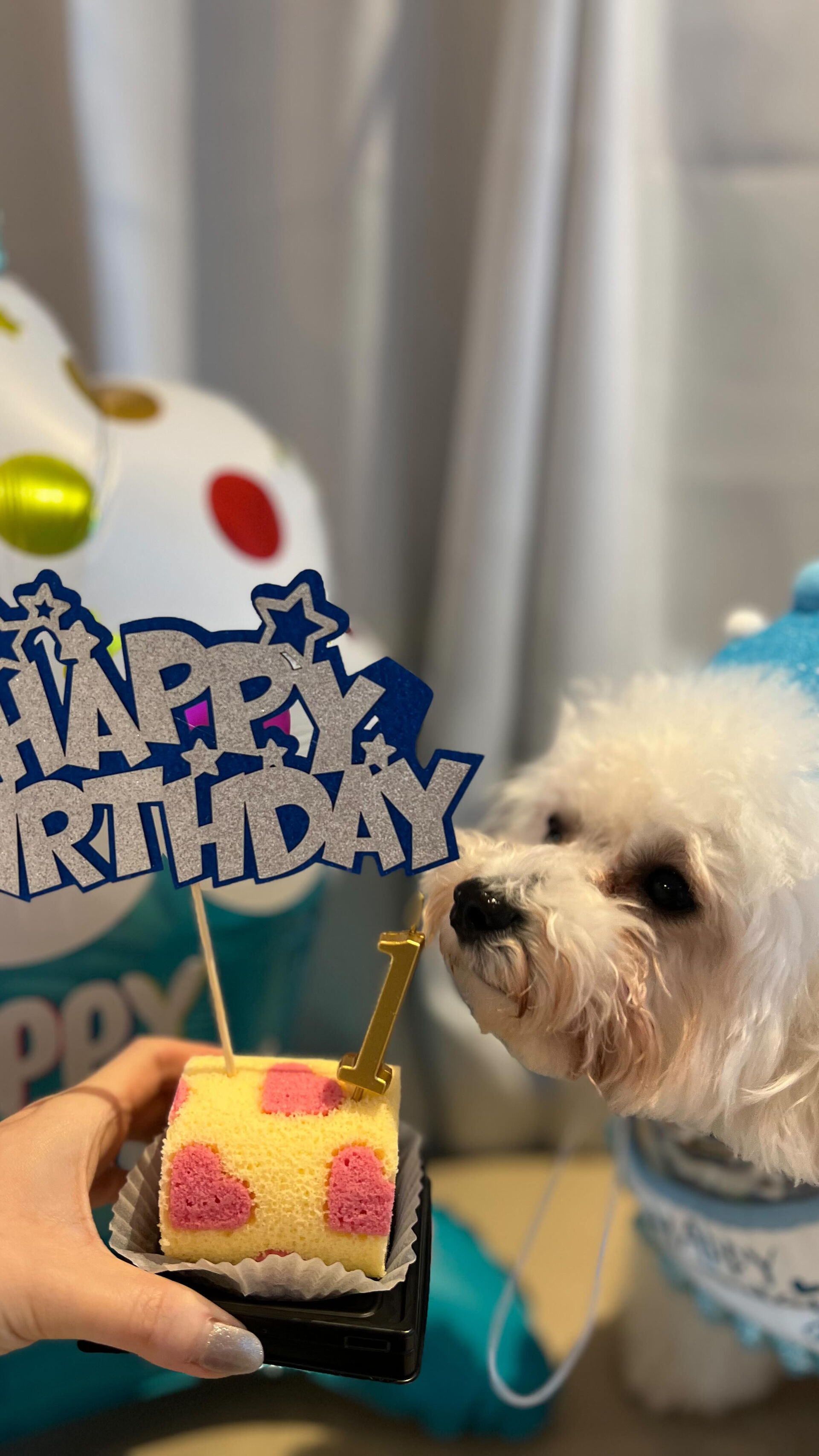 3月18日バニラが1歳になりました🎂🎉
