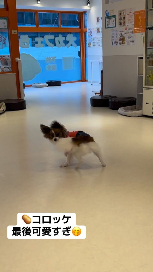 やんちゃボーイのコロッケです🐶