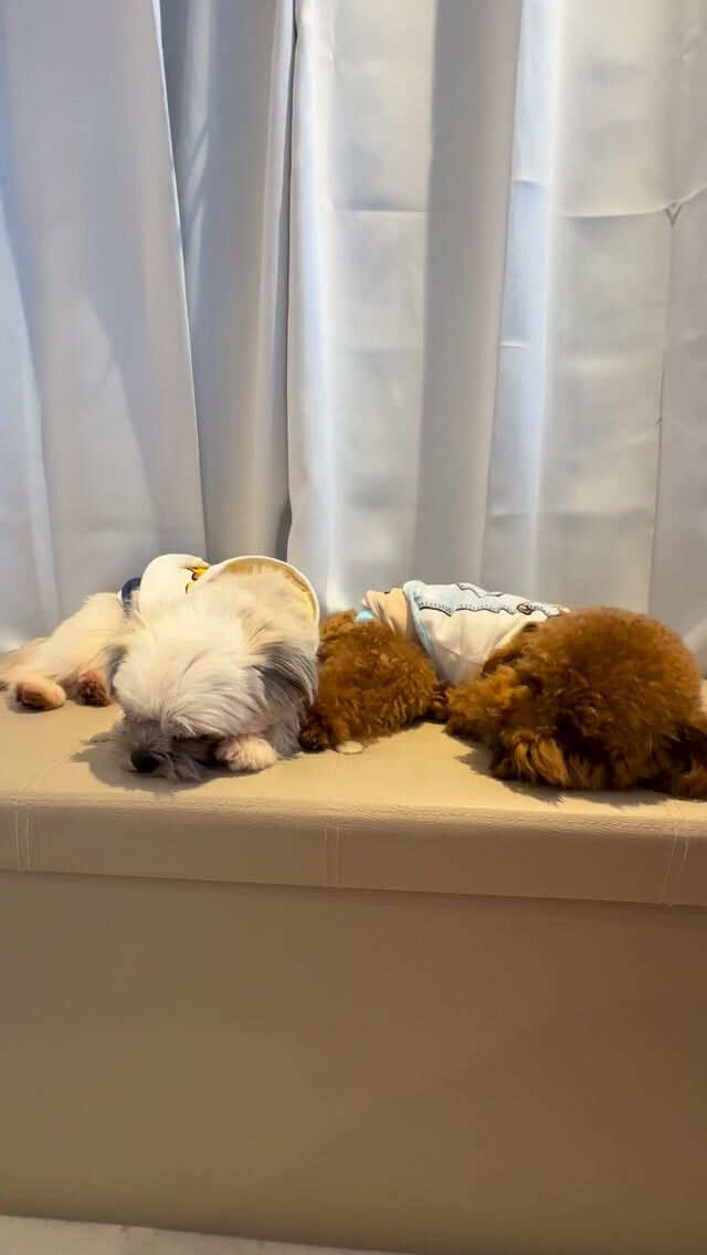 ふたりで仲良く💤💤