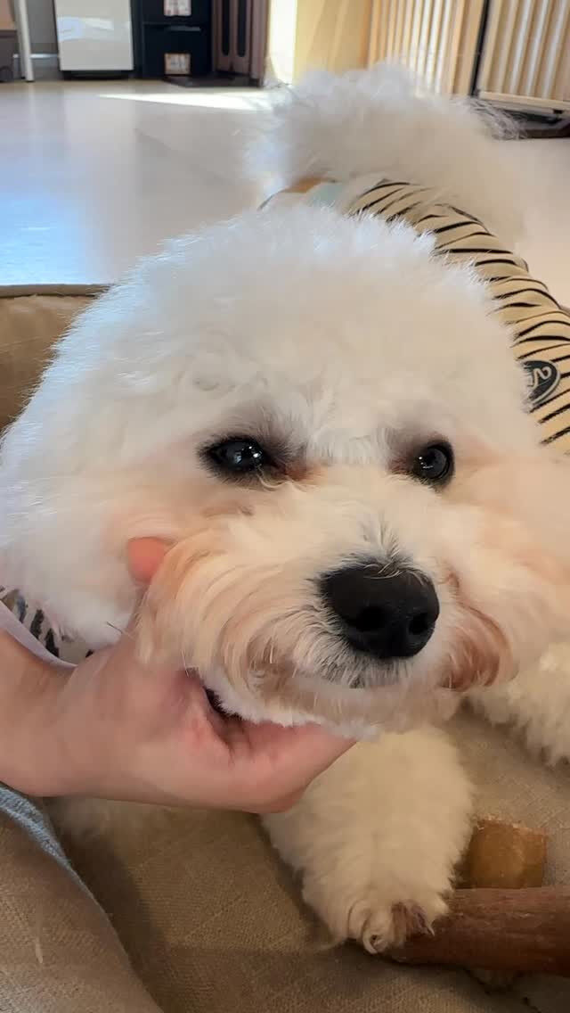 シャンプーしたてのばぶばぶばにちゃん🧡🧡🧡