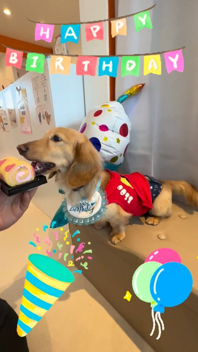 4月17日できなこ3歳になりました🎉
