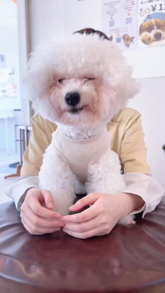 バニラとしおん
