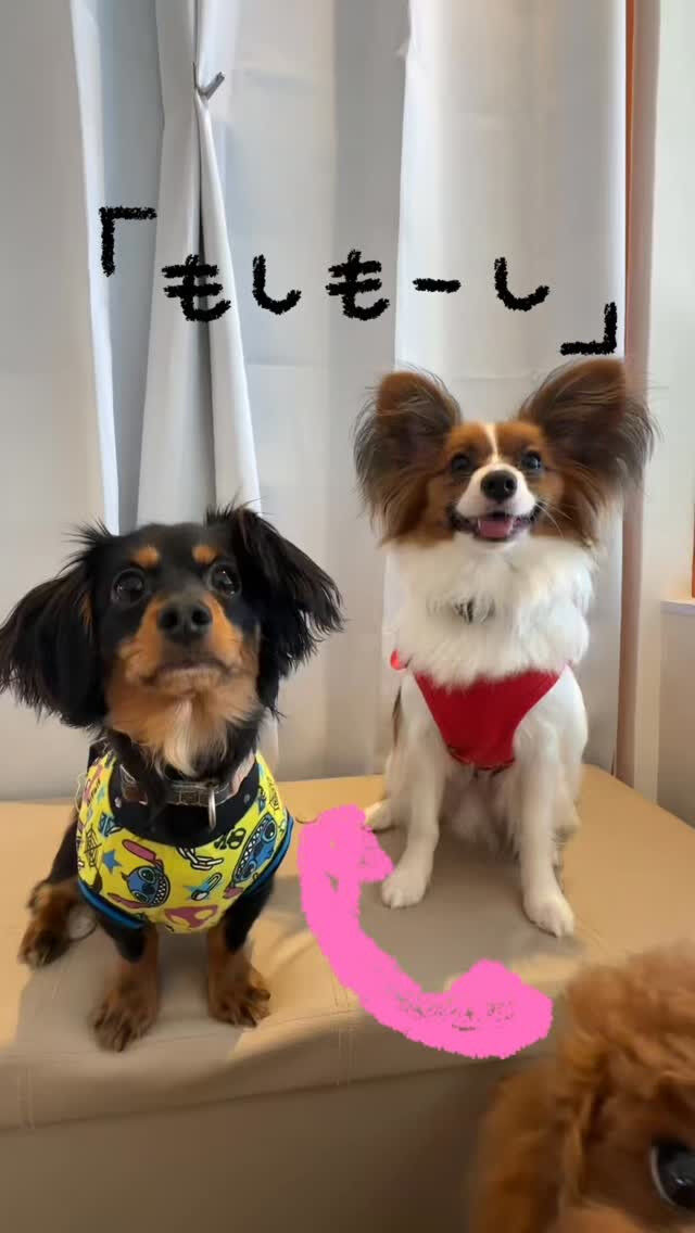 でんぱ🎶でんぱ🎶