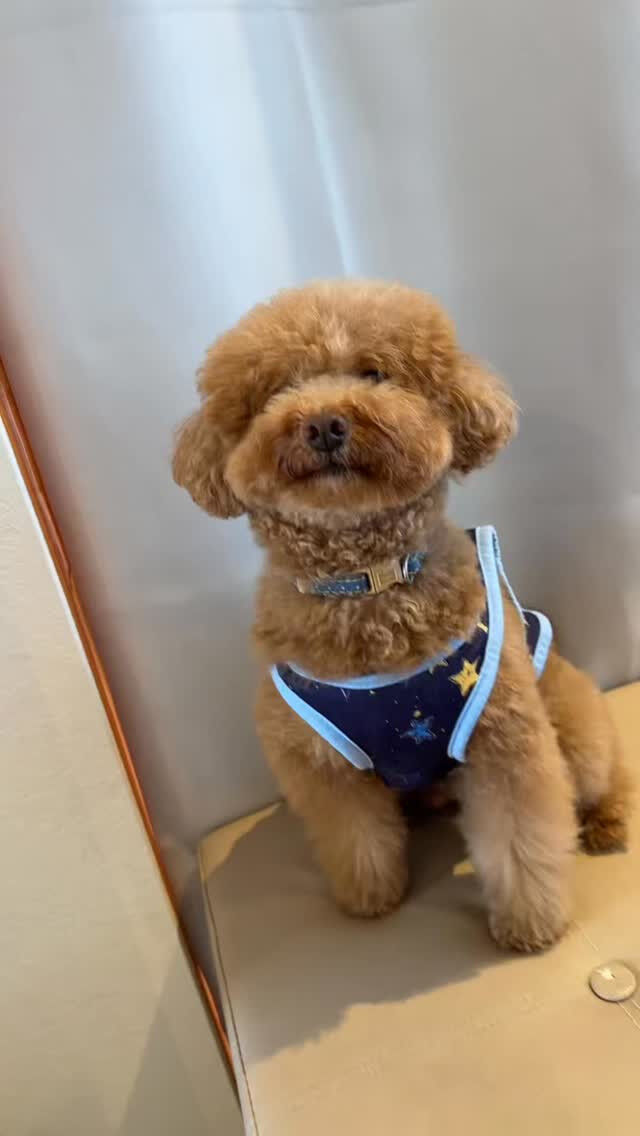 看板犬ライチ