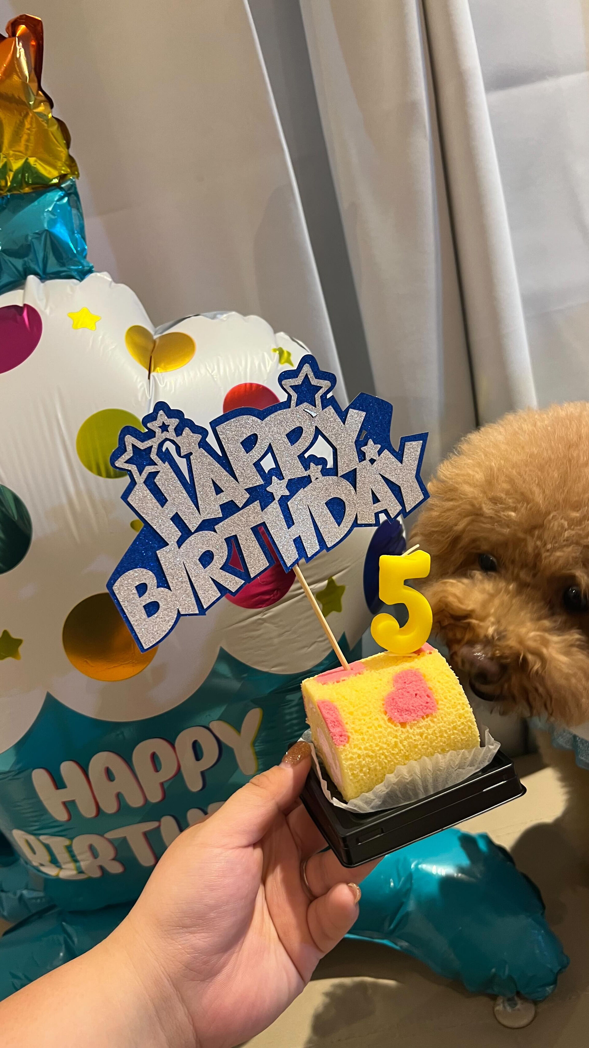 4月25日に看板犬ライチが5歳になりました🐶🎂