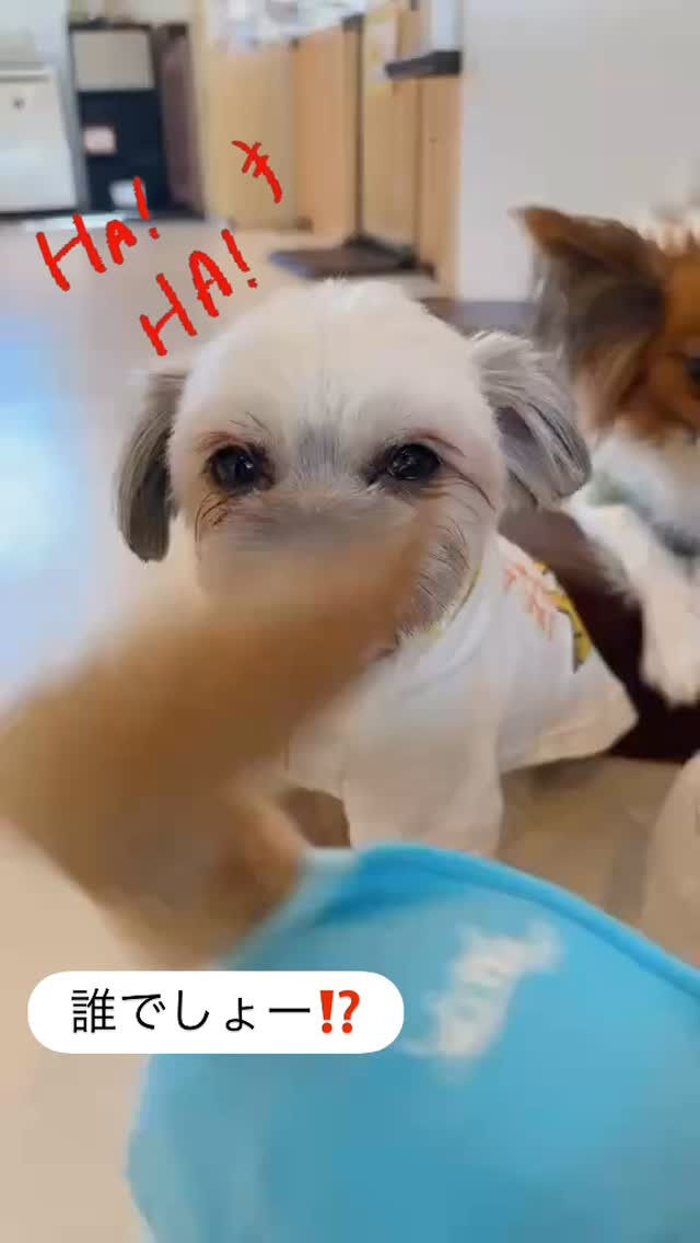 やっぱりオチ担当はだいふくだよね🤭