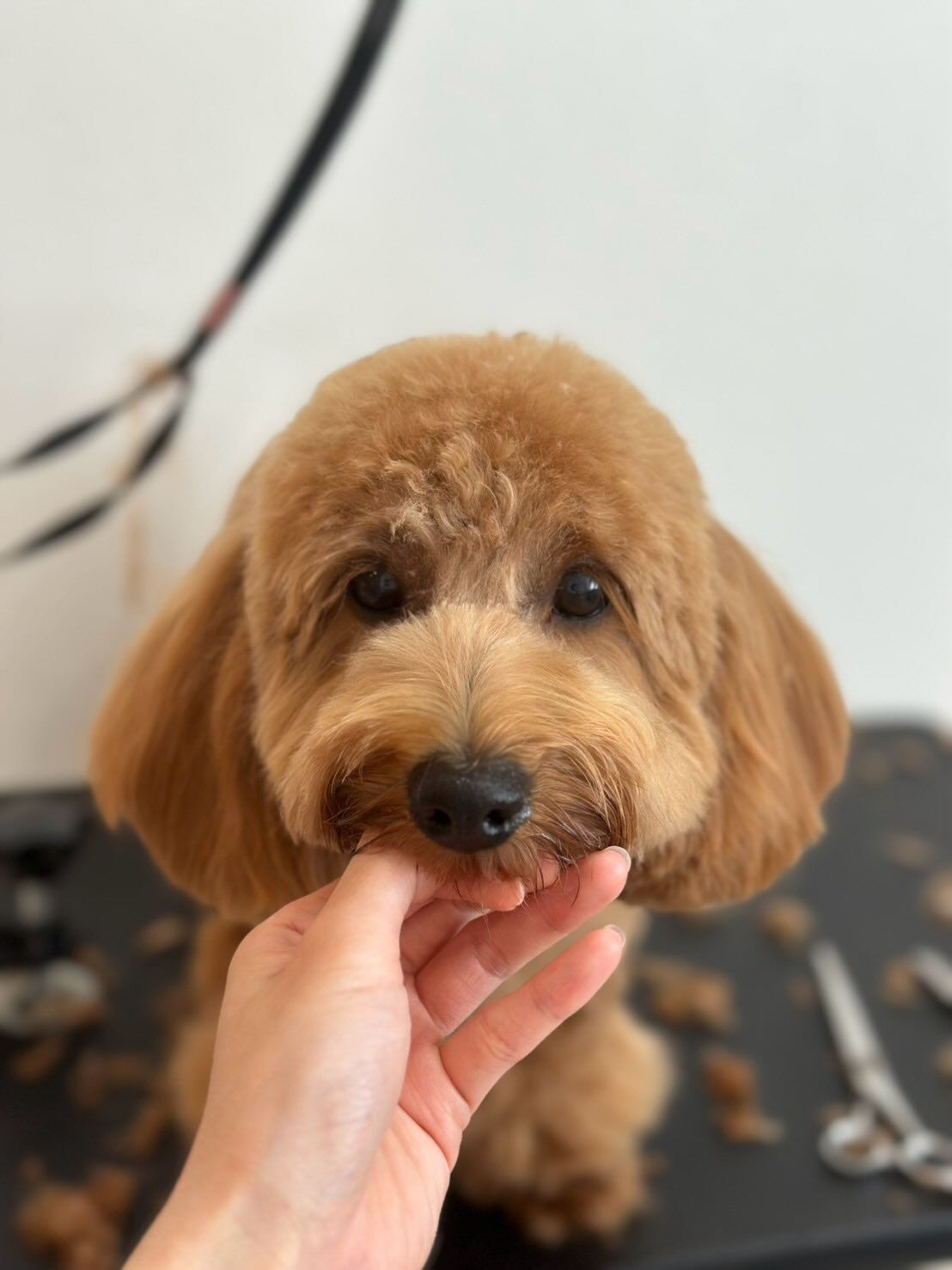 ラテちゃんトリミングのご利用ありがとうございます🙇‍♀️