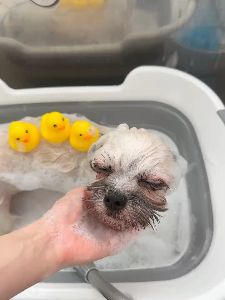 🫧🛁ぽかぽか泡風呂タイム🐶✨