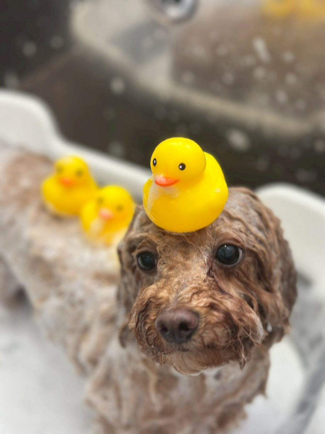 🫧🛁ぽかぽか泡風呂タイム🐶✨