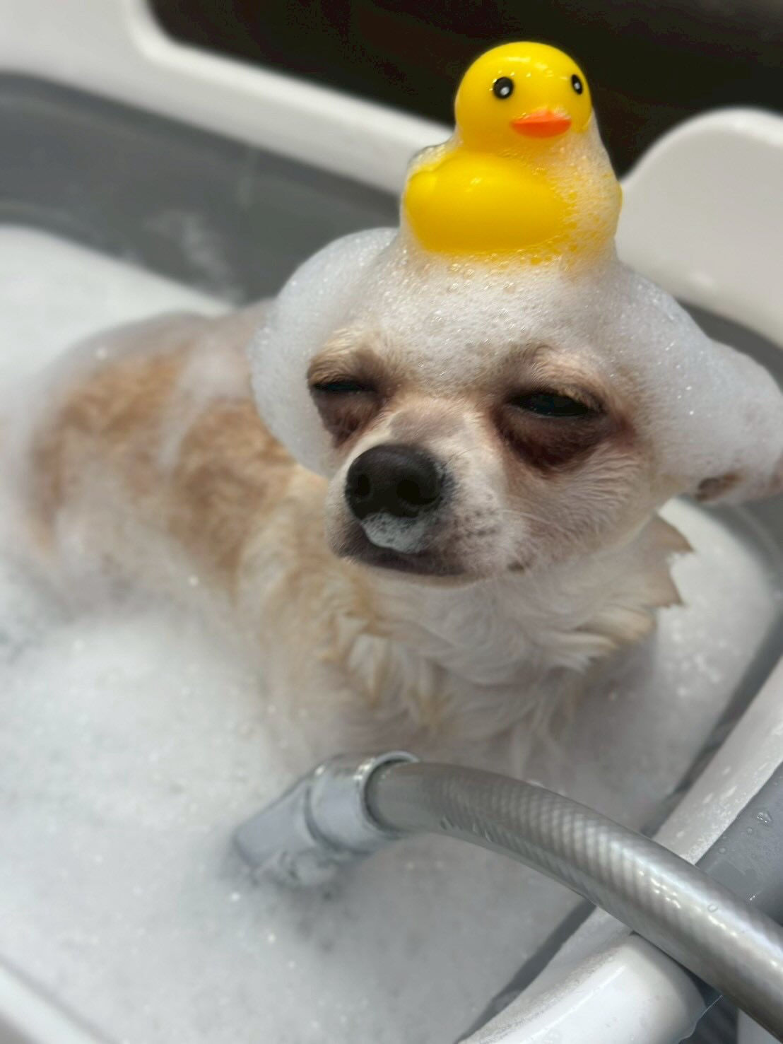 🫧🛁ぽかぽか泡風呂タイム🐶✨