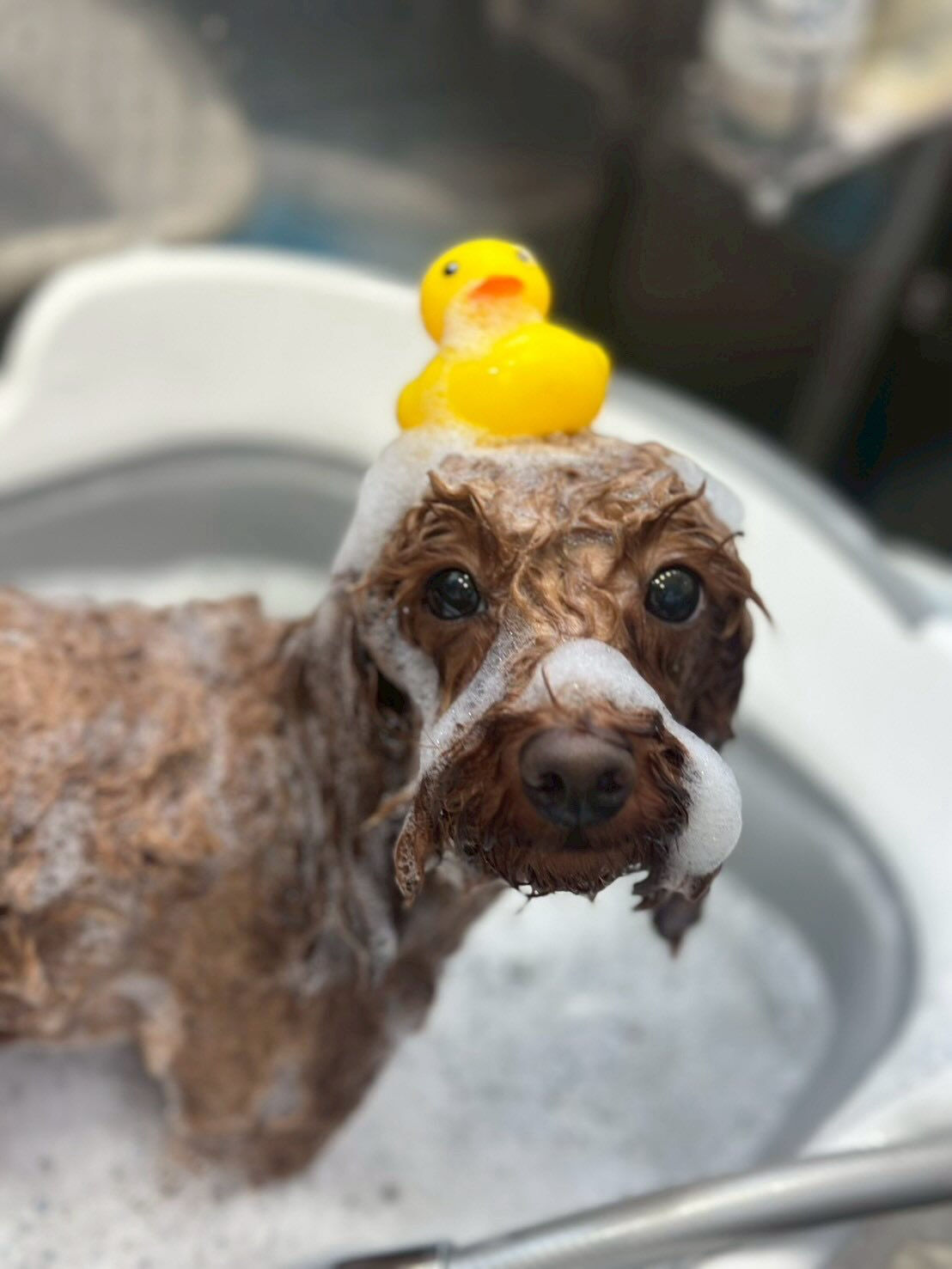 🫧🛁ぽかぽか泡風呂タイム🐶✨