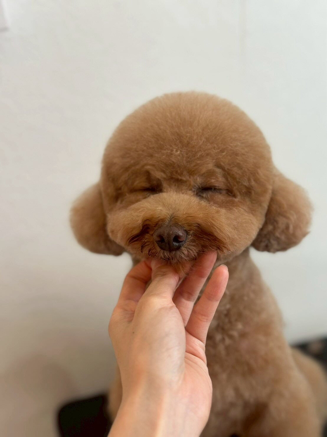 🫧🛁ぽかぽか泡風呂タイム🐶✨