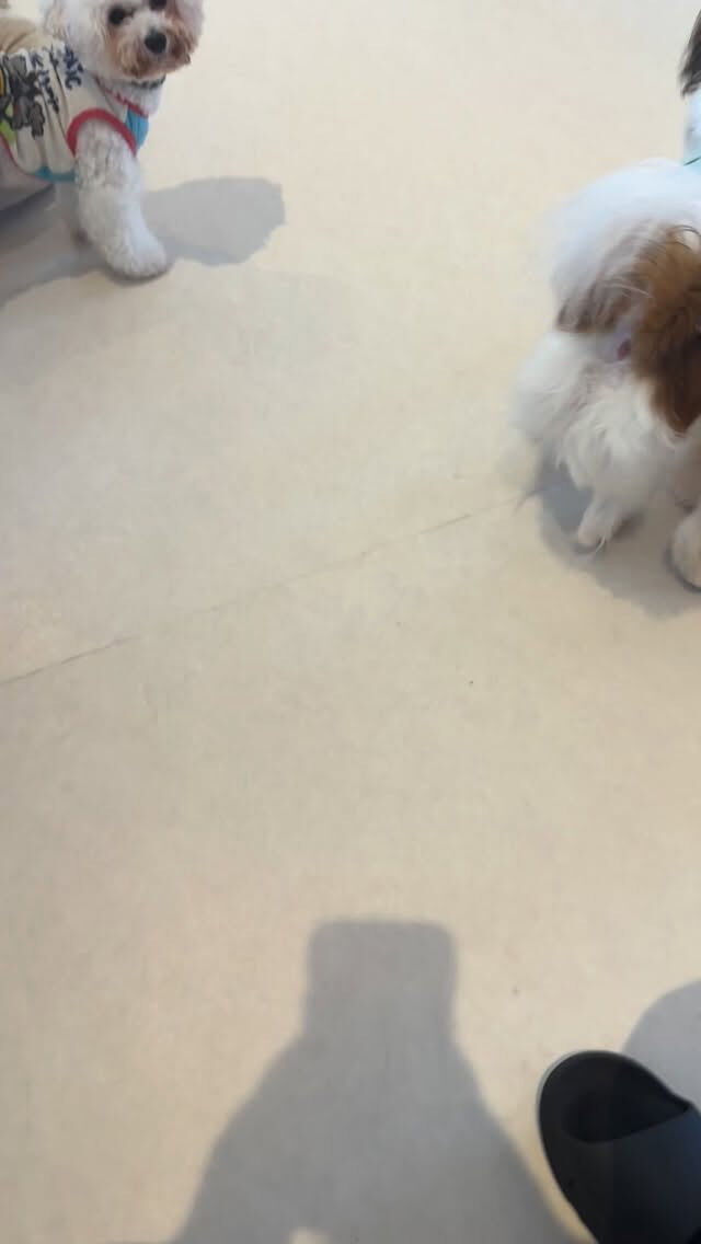 かまちょのわんこたち🐶