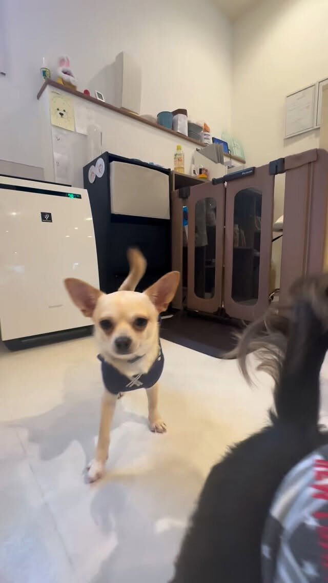 【わんこ紹介】むぎ編