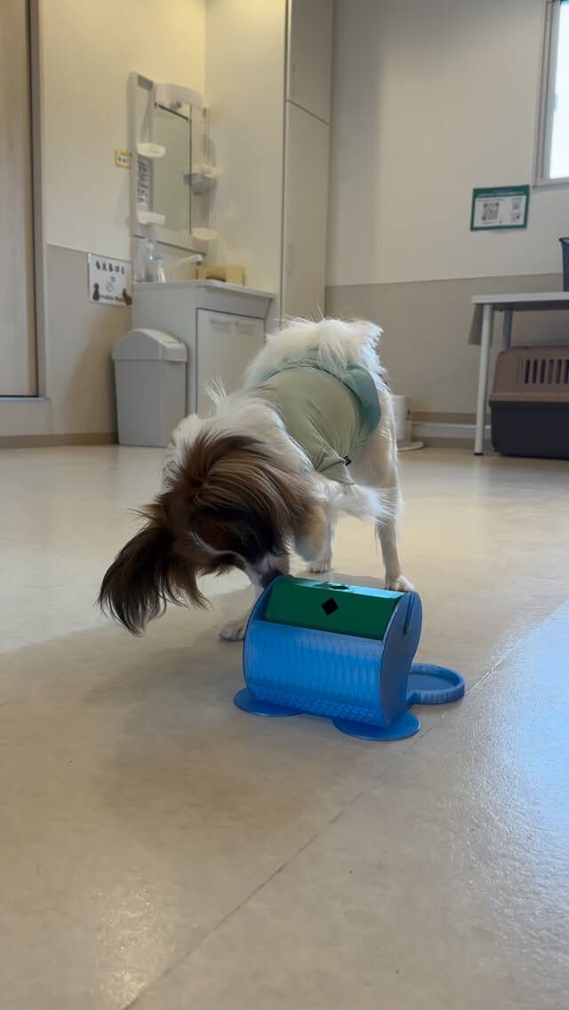 コロッケが夢中なもの🐾