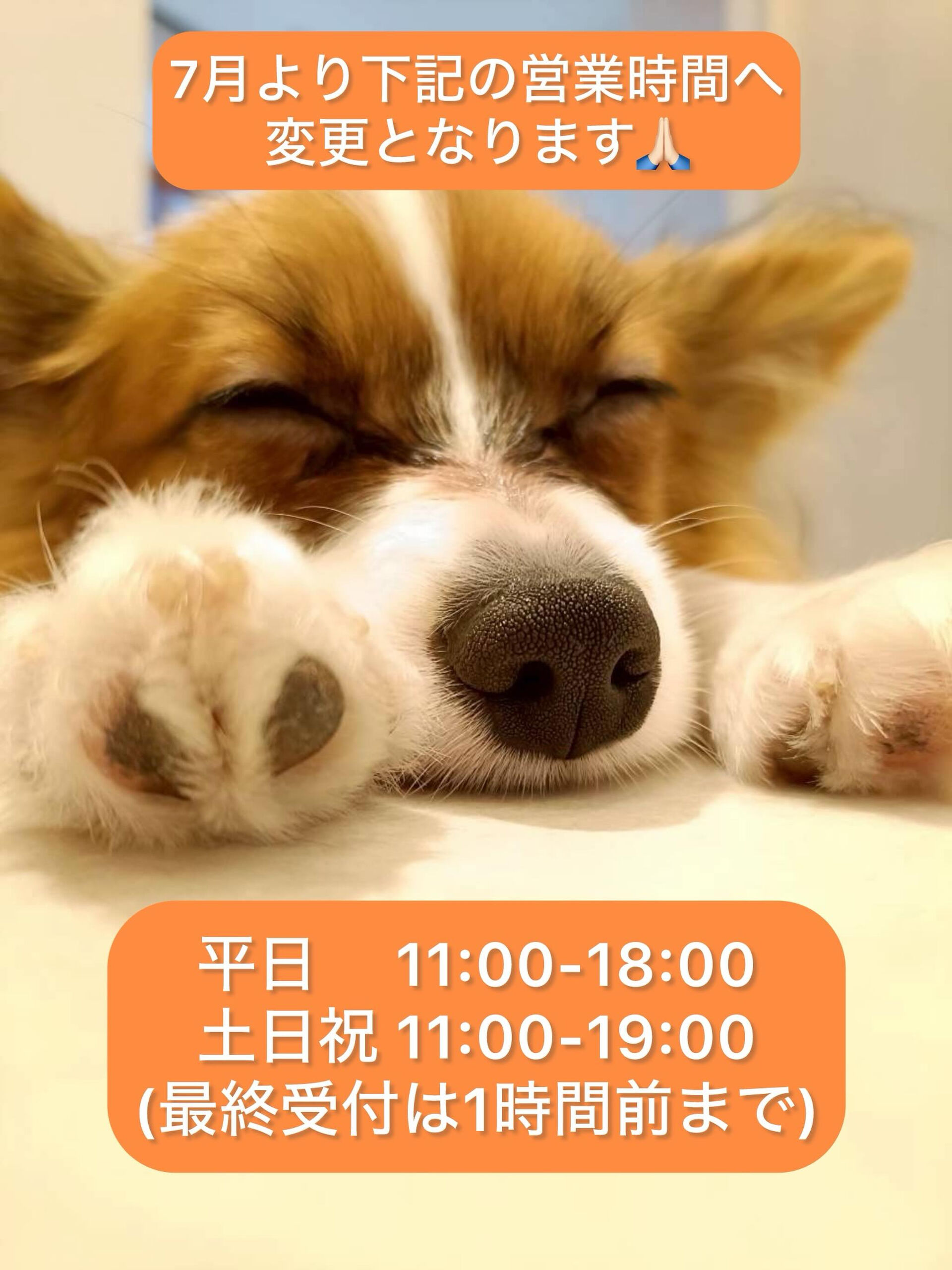 いつも犬カフェらいちをご利用いただき誠にありがとうございます