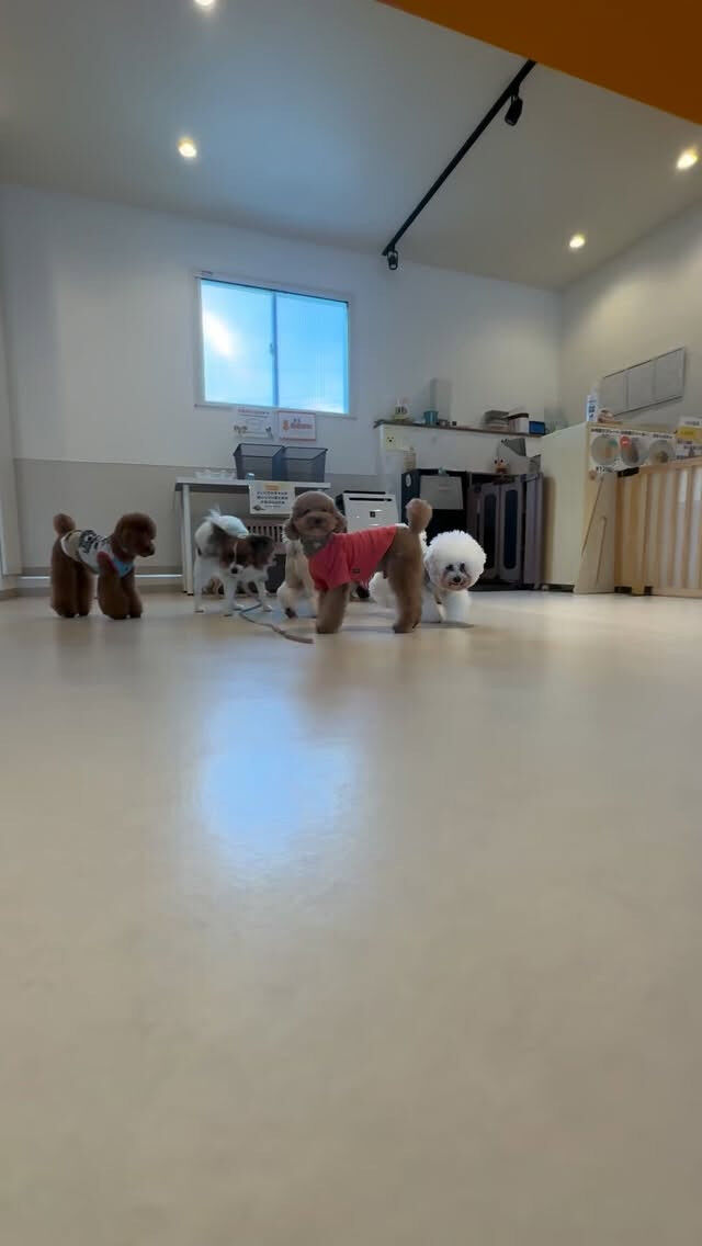 犬に嫌がられる触り方⚡️