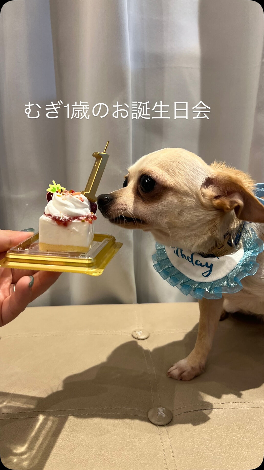 末っ子むぎが9/13に1歳になりました🧡