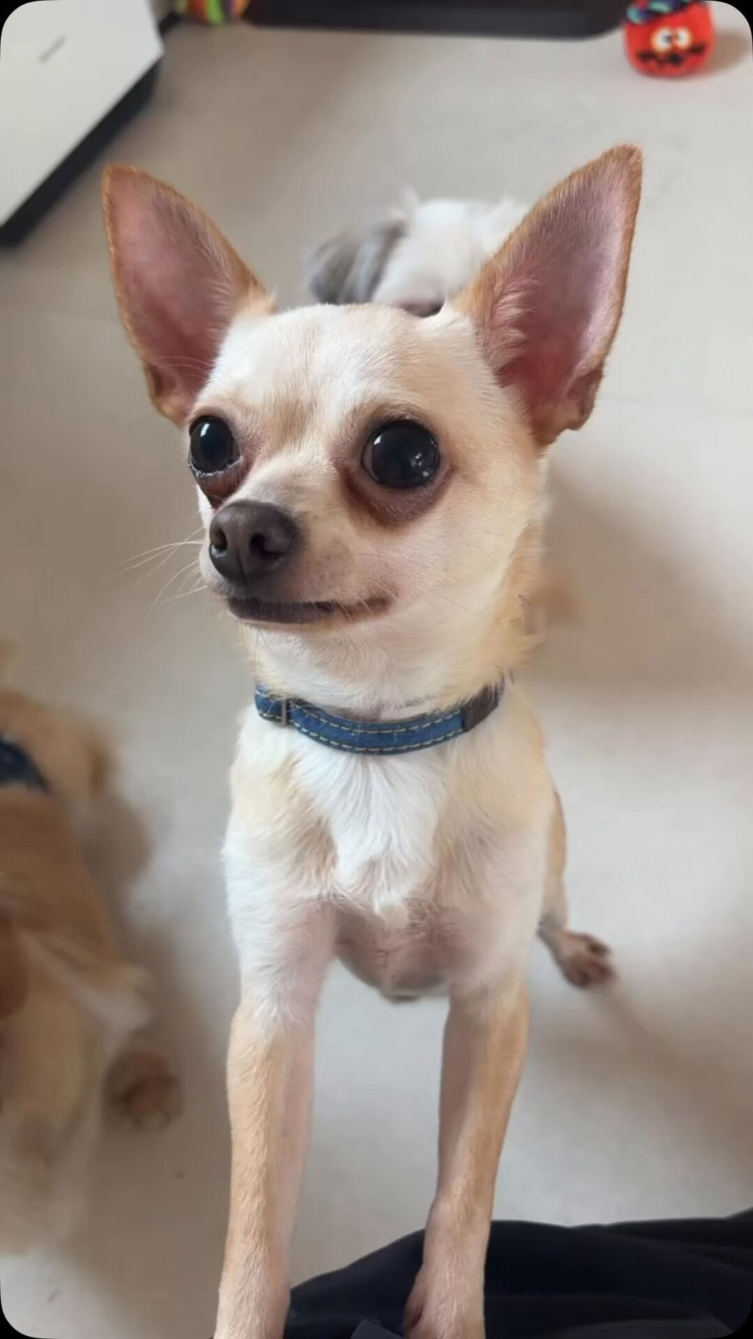 ぼくたちがおはなしきいてあげる！