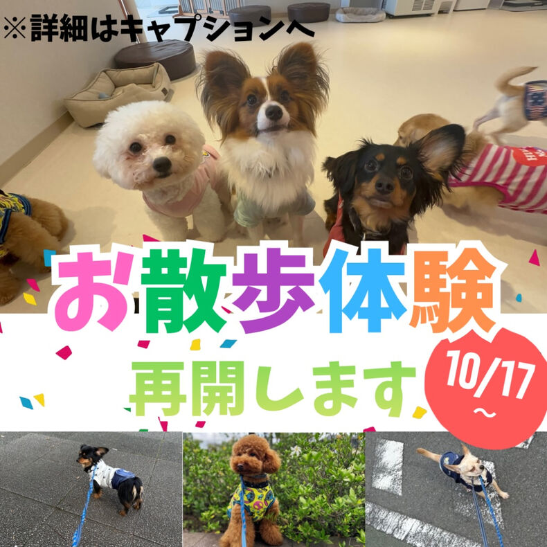 画像3426：休止中でした大人気のお散歩体験コース、