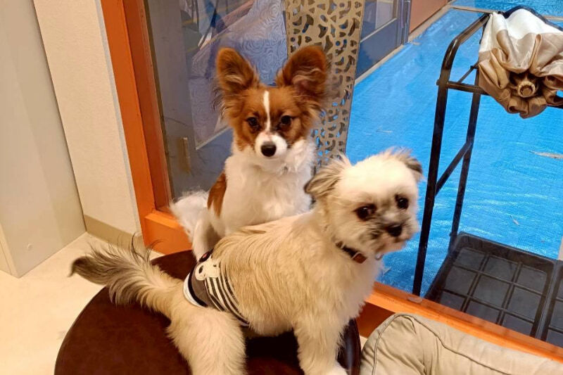 保護犬