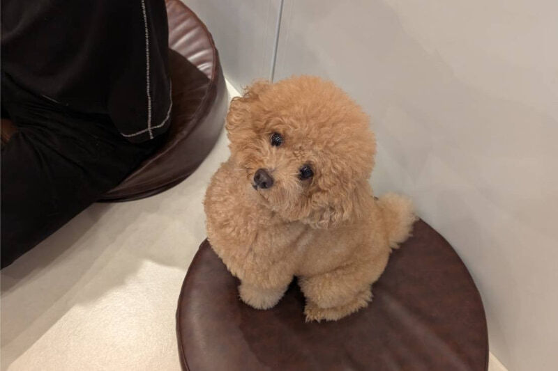 保護犬と出会い未来につなぐ特別な時間